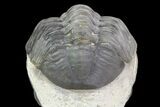 Crotalocephalina & Reedops Trilobites - (Special Price) #75775-11